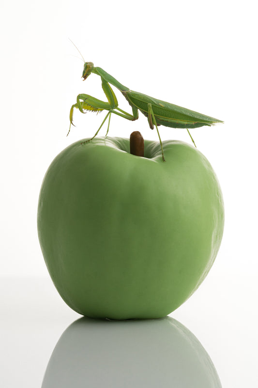 Apple Candle